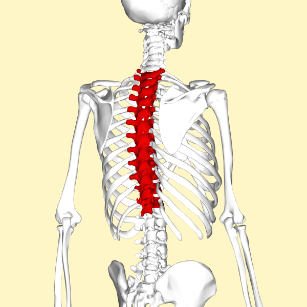 Thoracic_vertebrae_back3
