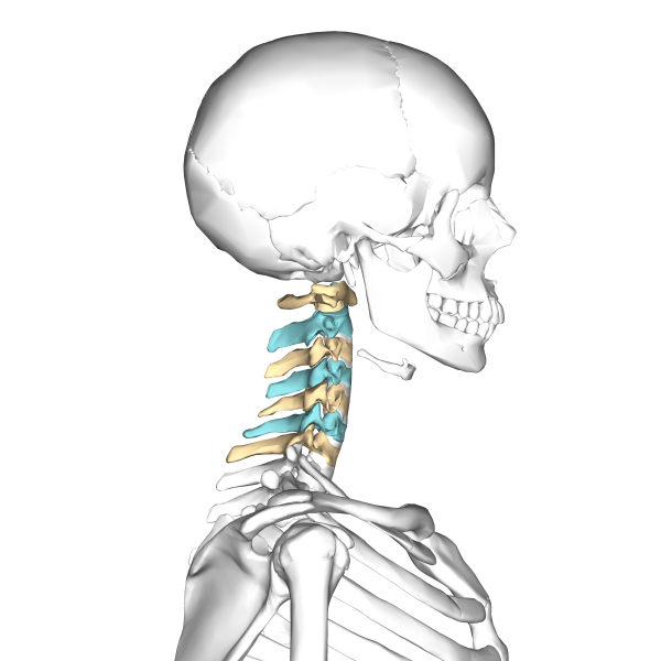 back-injuries-Cervical_vertebrae