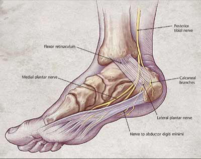 heel-anatomy