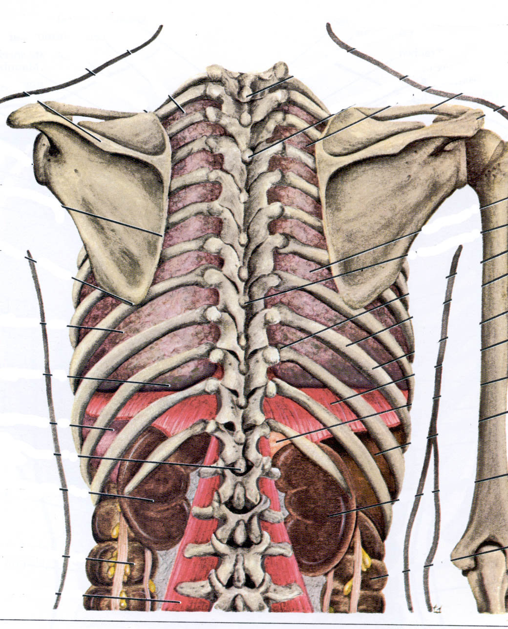 Болит спина отдает в ребра справа. Грудная клетка Синельников. Позвоночник и ребра. Позвоночник и грудная клетка. Грудная клетка со спины.