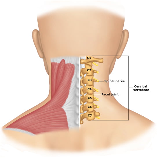 cervical-spine