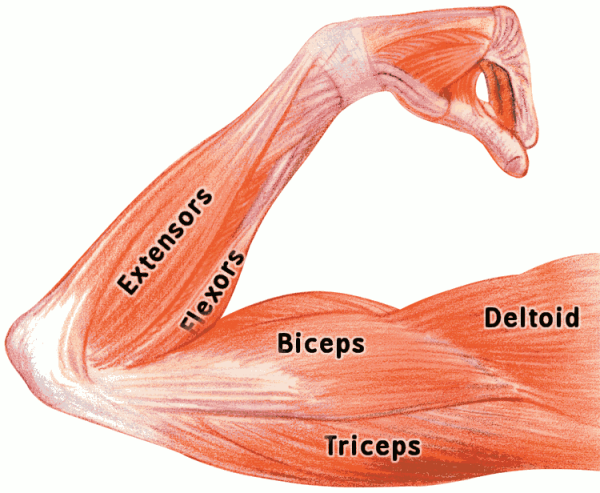 arm_muscles_labeled