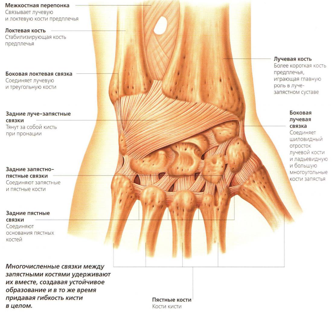 Связки кисти. Связочный аппарат лучезапястного сустава. Связки лучезапястного сустава анатомия. Строение лучезапястного сустава человека анатомия. Лучезапястный сустав анатомия строение кости.