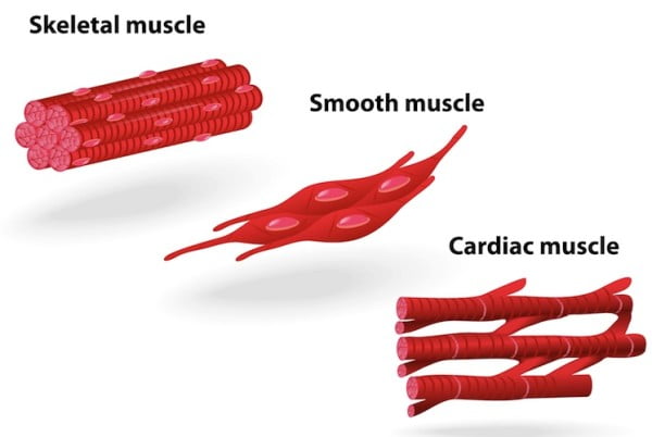 Muscle-structure-muscle-under-the-microscope