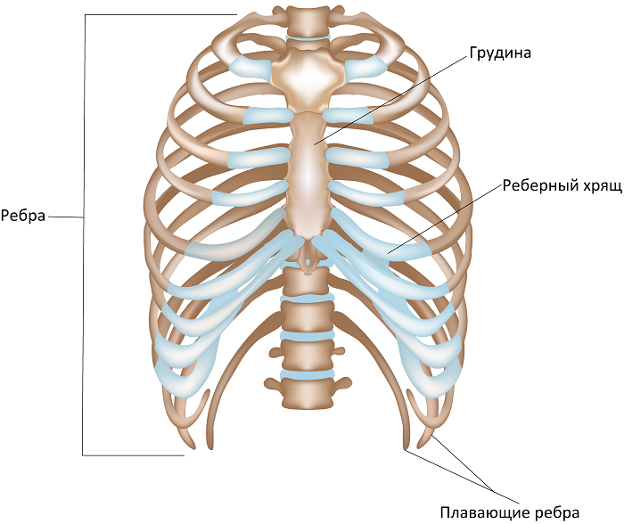 Реберная дуга фото