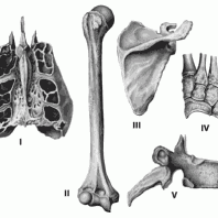 Кости человека анатомия с изюминкой